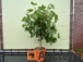 k124 Fig tree, 12/14cm trunk circumference, 160/180cm high incl pot