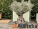 k48 olive tree height 250-300cm trunk circumference 180-230 cm